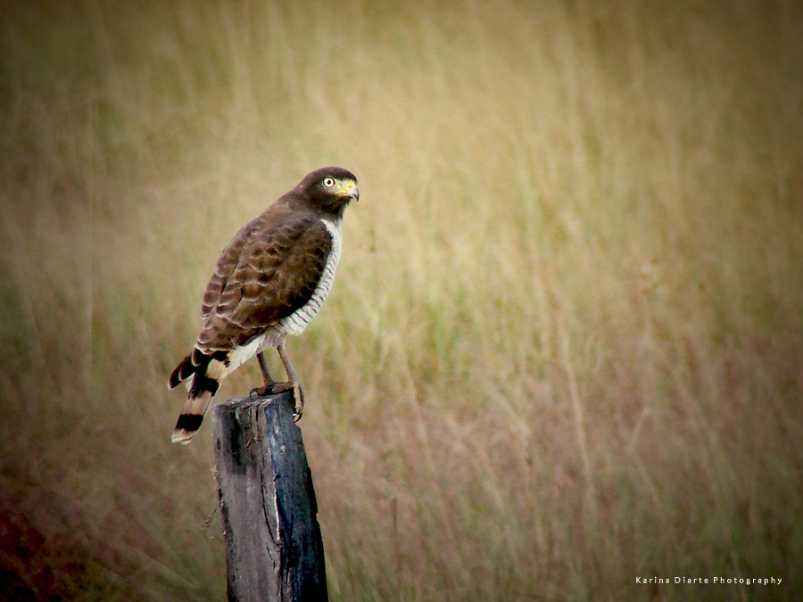 Taguató - Roadside Hawk