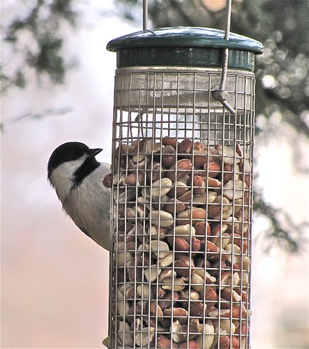 Black-capped Chickadee on Glenn in Normal, IL 01