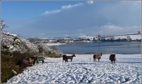 Horses in the December snow