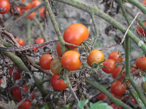 Cherry-Tomato-Plants_Autumn__55843