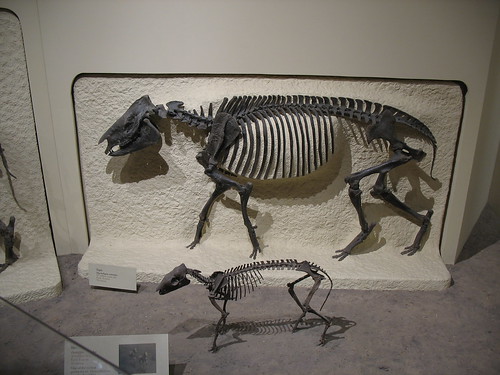 Ancient tapiroids