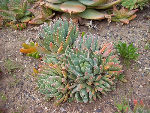 Áloe brevifolia by feroxcactus