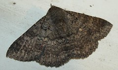 Erebid moth (Ericeia sp.)