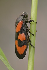Uk Wildlife-Bugs