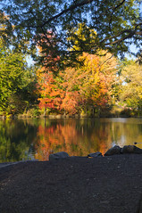 Central Park Autumn 2011