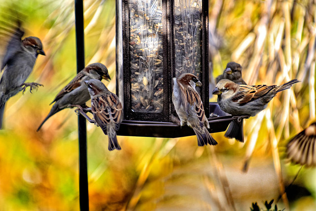 Busy Lunch time at the Bird Feeder.