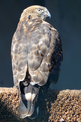 Broad-winged hawk 2