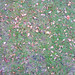Grass with leaves