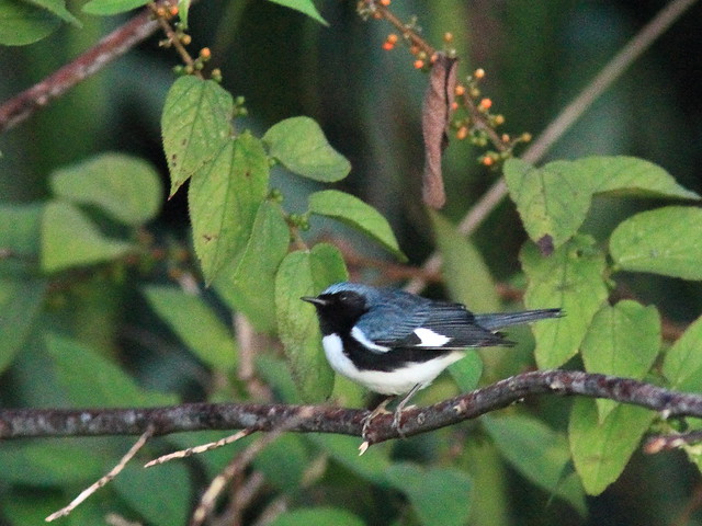 Black-throated Blue Warbler in Trema 20111020