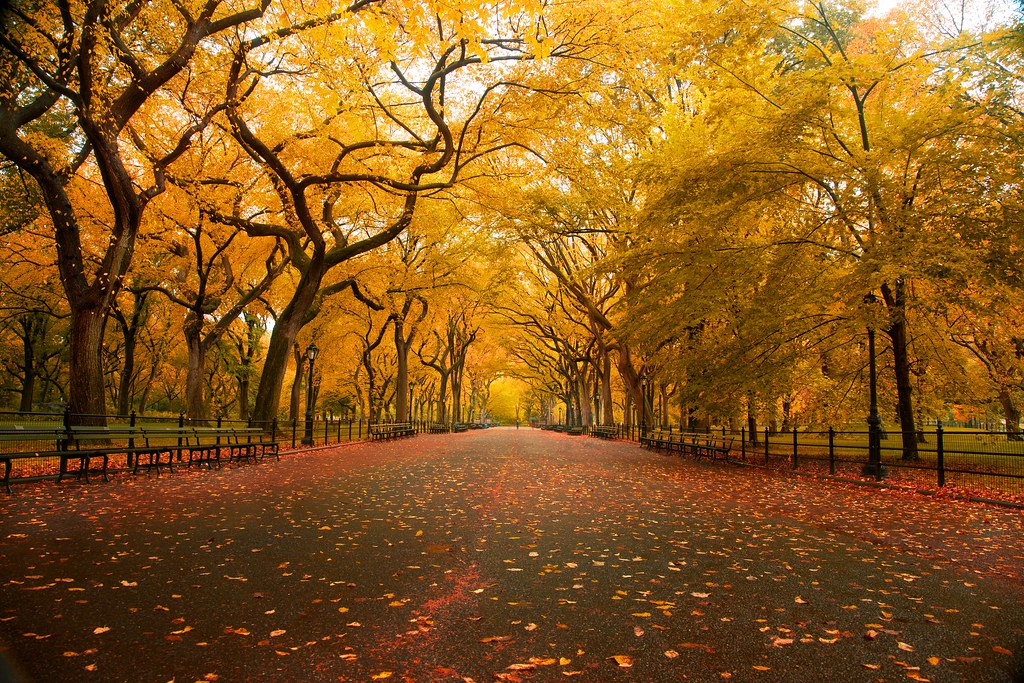 'American Elm', United States, New York, New York City, Central Park, Mall Area, Fall Colors