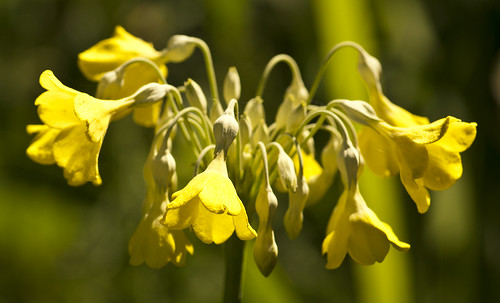 Yellow Drop Blooms - Copyright R.Weal 2011