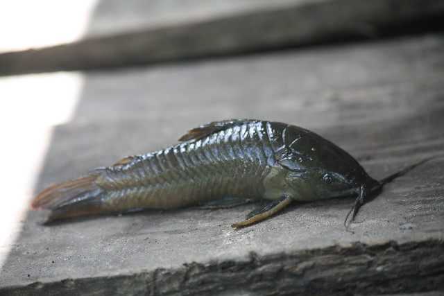 Cascadoo Fish