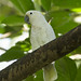 Yellow Crested Cockatoo Male