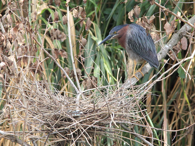 Green Heron at nest with eggs HT tree 4 20120327