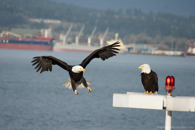 Bald eagles in the city