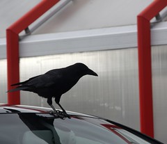 Birds. -  Blackbirds. Crows. Jackdaws.
