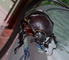 Siamese rhinoceros beetle (Xylotrupes gideon) (female) (x3)