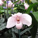 orchids_Paphiopedilum 025