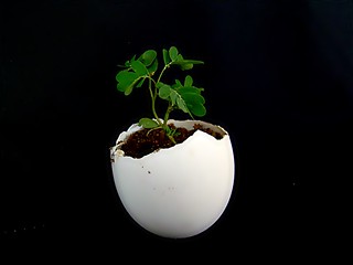 Eggshell planter