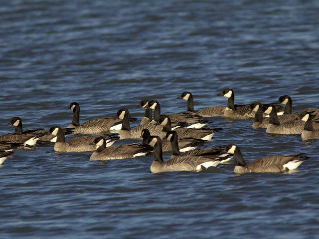 Cackling Geese20111110
