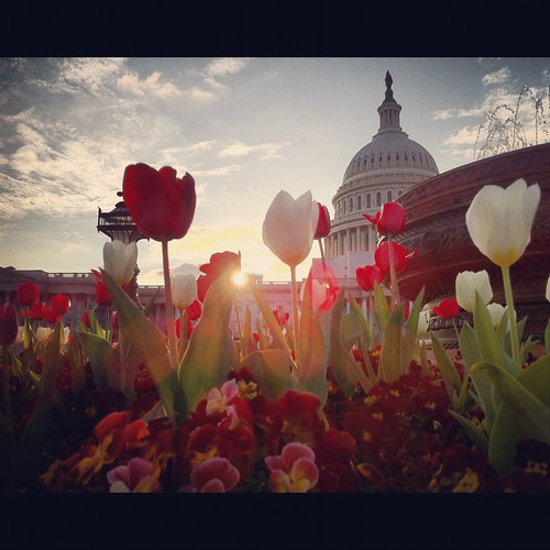 Congressional Spring Sunset