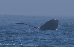 Whale watching tour out of Morro Bay with Sub-Sea Tours