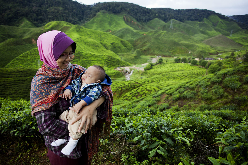 Tranquil | Peaceful | Placid | Serene at Cameron Highlands