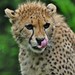 Cheetah-Acinonhyx Jubatus