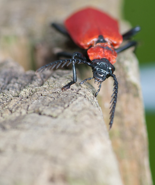 Cardinal beetle - Pyrochroa coccinea 4