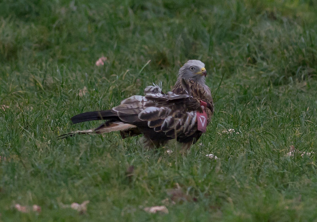 Red kite on the ground ISO 3200_