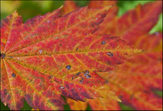 Westonbirt Arboretum, autumn