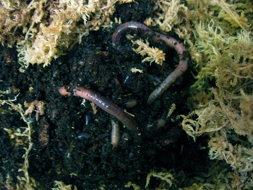 worm bed