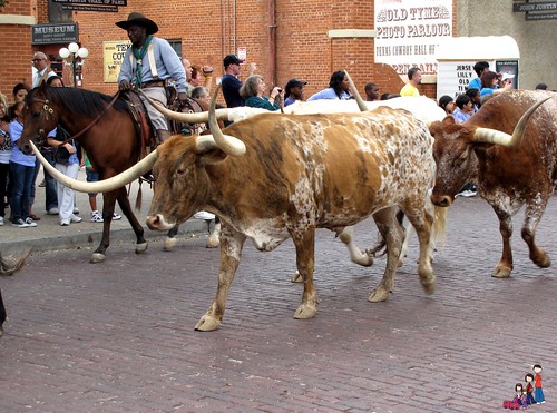 Fort Worth Stockyards Cattle Drive