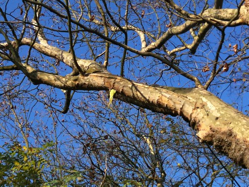 A parakeet in Pitshanger Park burrowing into a branch