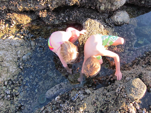In the tide pools