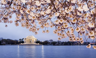 2012 Washington DC Cherry Blossoms