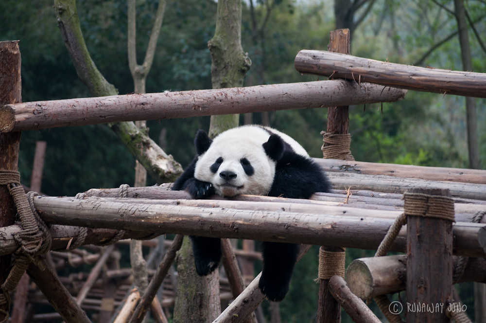 Giant_Panda_sleeping_Chengdu_Sichuan_China2