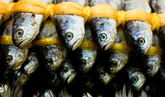 Chuja Island Yellow Corvina Fish Festival 2011