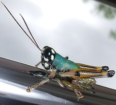 Grasshopper (A)