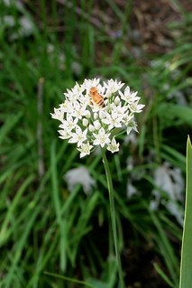 The Buzz About Garlic chives