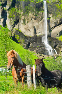Icelandic
horses with waterfall