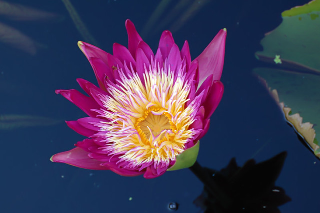 Missouri Botanical Garden, in Saint Louis, Missouri, USA - water lily 3