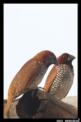 Spotted Munia (Scaly Breasted Munia)