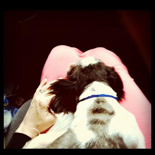 Jack in my lap.