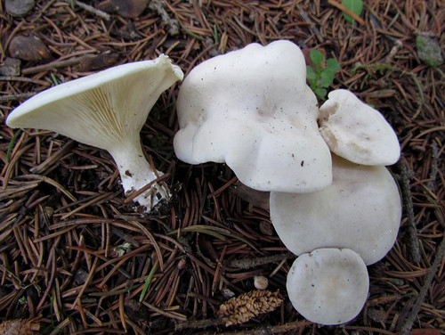 Подви?шенник — вид грибов рода клитопилюс. Википедия
Photo by Kari Pihlaviita on Flickr Автор фото: Kari Pihlaviita