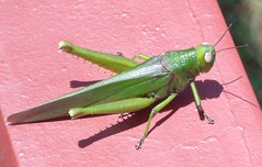 Grasshopper (B) (x2)