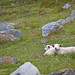 Sheeps at Hauklandstrand, Lofoten