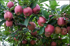 Apple Orchard - 2011