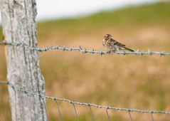 Meadow
pipit