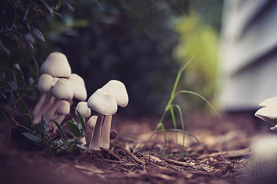 Mushroom Fairy Village